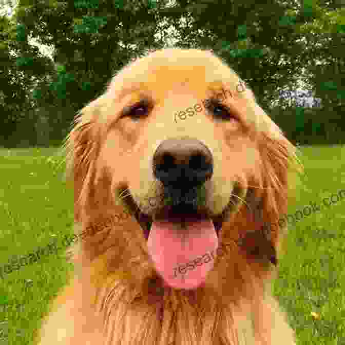 A Beautiful Golden Retriever With A Warm, Inviting Smile Dogs You D Like To Meet