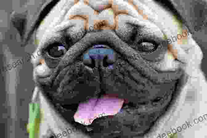 A Charming Pug With A Wrinkly Face And A Cheerful Expression, Displaying Its Affectionate And Playful Nature Dogs You D Like To Meet