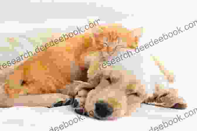A Heartwarming Image Of A Cat And Dog Cuddling, Showcasing The Deep Bond And Affection Between These Two Beloved Animals. The Secret Life And Poetry Of Cats Dogs: A Family Of Funny Short Rhyming Poems For Kids All Pet Lovers