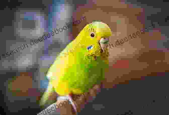 A Playful Parakeet With Vibrant Green And Yellow Feathers Budgies For New Owners: Parakeet Care And Taming For The Complete Beginner (Budgie Care Parakeet Parrot Training 1)