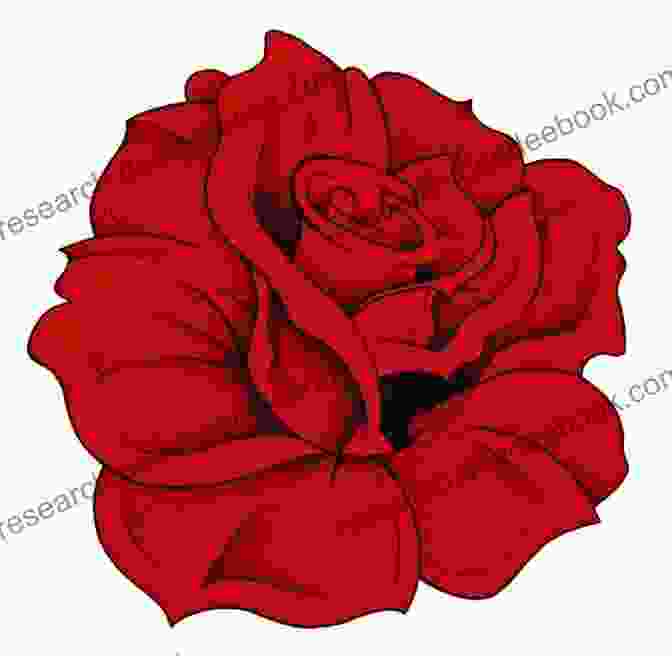 A Red, Red Rose Illustration 25 Love Poems By Rumi Burns Sappho Horace And Others With Illustrations