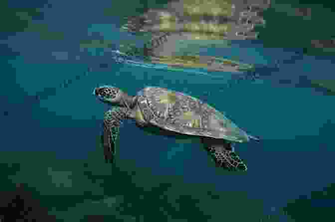 A Sea Turtle Swims Gracefully Through The Ocean's Depths, Its Flippers Propelling It Forward With Effortless Power. The Animal's Sleek Shell And The Vibrant Coral Reef Behind It Create A Striking Contrast, Highlighting The Beauty And Diversity Of The Marine Environment. Sea Turtles (Exploring Nature 1)