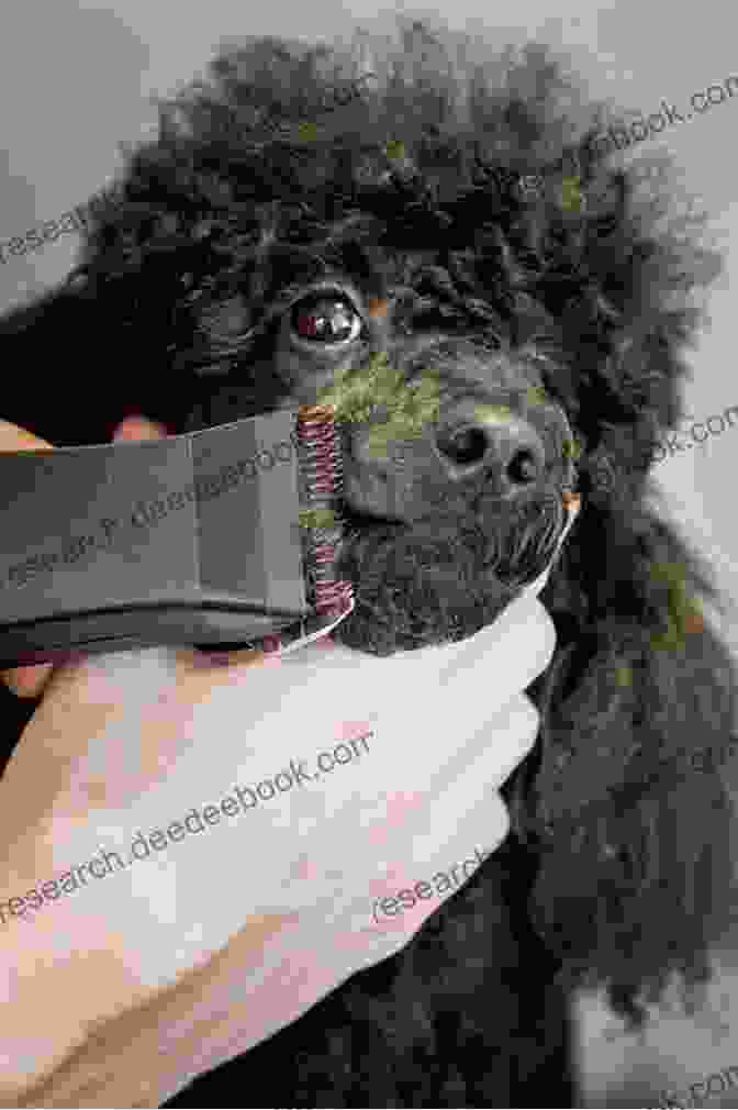 A Sophisticated Poodle Getting Groomed, Showcasing Its Signature Curls Dogs You D Like To Meet