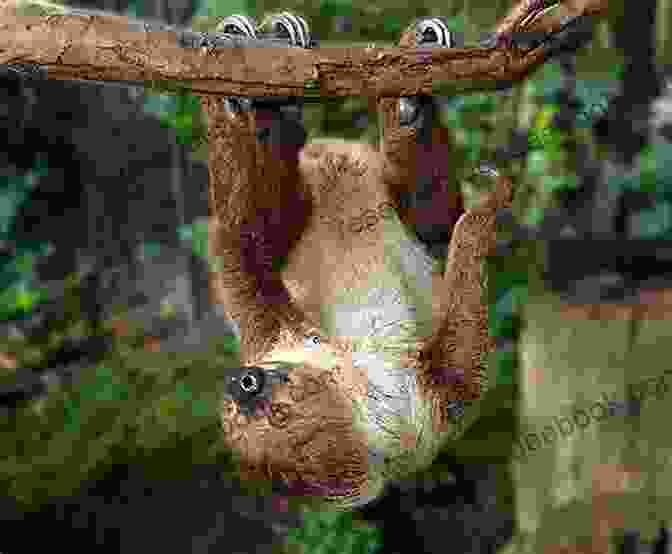 A Two Toed Sloth Sleeping While Hanging Upside Down Slow Slow Sloths (Penguin Young Readers Level 2)