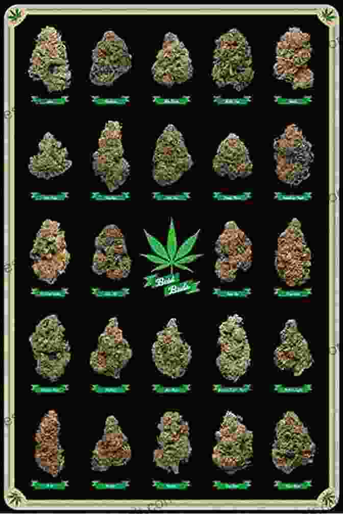 A Variety Of Cannabis Flowers In Different Colors, Shapes, And Sizes. The Art Of Cannabis: A Visual Tour