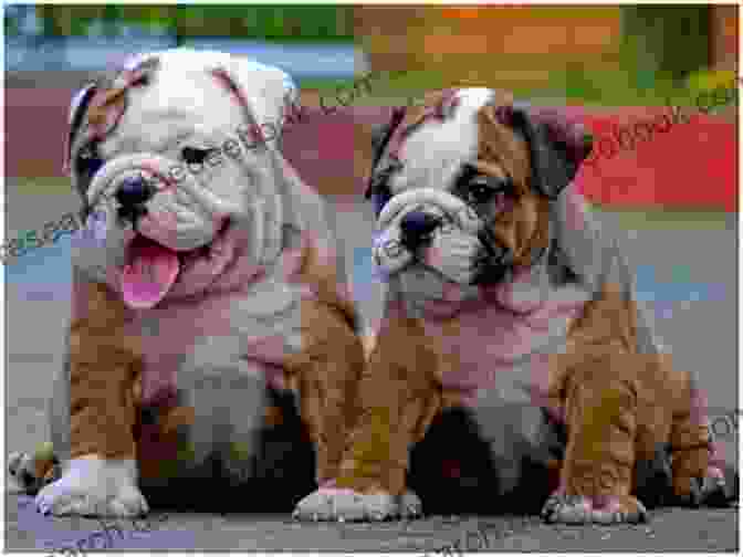 An Adorable English Bulldog Playing With A Toy, Showcasing Its Playful And Affectionate Nature Dogs You D Like To Meet