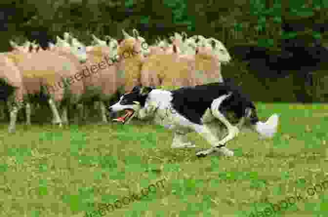 An Agile Border Collie Rounding Up A Flock Of Sheep, Demonstrating Its Exceptional Herding Instincts Dogs You D Like To Meet