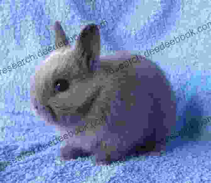 Blue Netherland Dwarf Rabbit Colour Pattern Varieties Of The Netherland Dwarf Rabbit