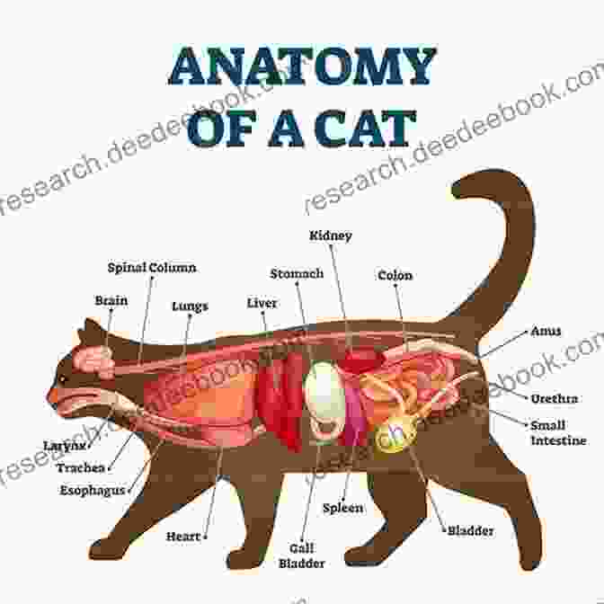 Detailed Illustration Of Feline Anatomy, Showcasing The Intricate Musculature, Skeletal Structure, And Internal Organs Of A Cat. The Complete Cat S Meow: Everything You Need To Know About Caring For Your Cat