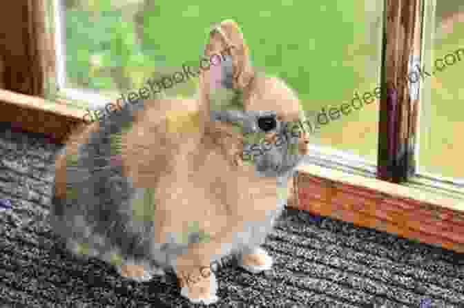 Harlequin Netherland Dwarf Rabbit Colour Pattern Varieties Of The Netherland Dwarf Rabbit