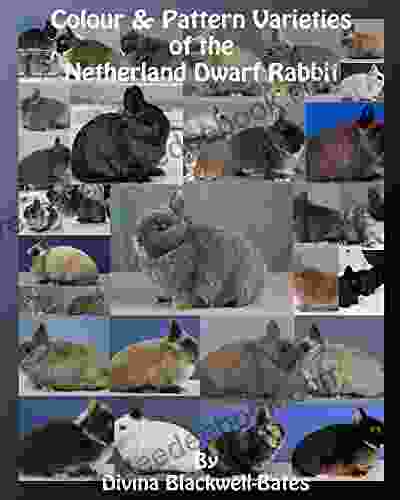 Colour Pattern Varieties Of The Netherland Dwarf Rabbit